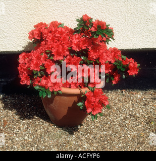 Azalea Japonica Vuyks Rosyred Blüte in einem Container-Topf Stockfoto