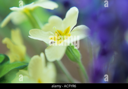 Nahaufnahme eines typischen Frühlingsblumen wachsen zusammen, nämlich gemeinsame Primel Primula Vulgaris Trauben Hyazinthe oder und Muscari Stockfoto