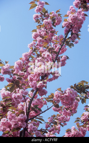 Nahaufnahme von Zweigen beladen mit der doppelten rosa Vorfrühlingsblüher Zierkirsche oder Prunus Pink Perfektion Stockfoto