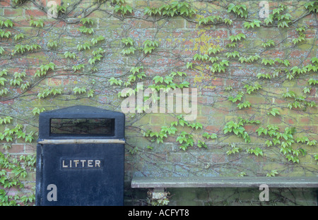 Junge frische grüne Blätter des japanischen oder Boston-Efeu oder Parthenocissus Tricuspidata wächst auf Brickwall mit Bank und verschließbaren Stockfoto