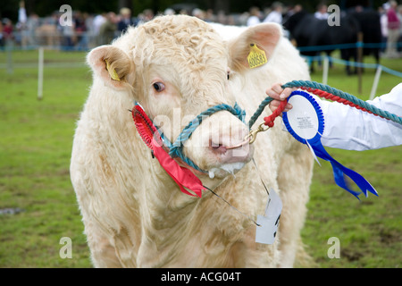 Banchory, Tier, Award, Rosette, Band, Wettbewerb, Symbol, Sieger, show, Kopf, Kabelbaum, reinrassige, Erfolg, Abzeichen, win, Viehzucht Sieger, Großbritannien Stockfoto