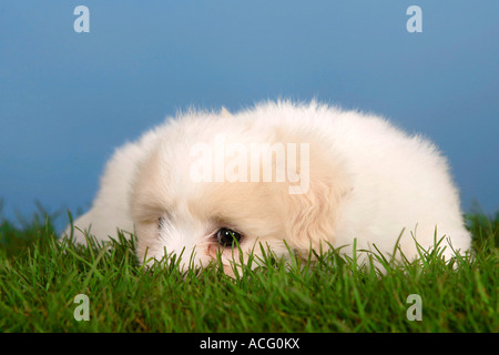 Coton de Tulear Welpen 6 Wochen Stockfoto