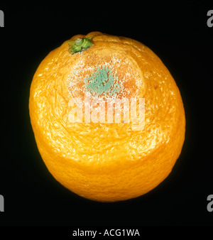 Blauschimmel Penicillium unsere Früchte faulen frühe Entwicklung auf eine orange Stockfoto