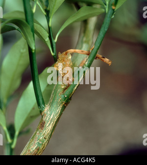 Phytophthora Früchte faulen Phytophthora Citrophthora Gummifluss Exsudation aus Zitrone Zweig Stockfoto