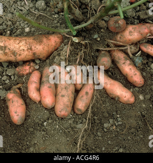 Exponierten Kartoffelsorte Knollen Pink Fir Apple Stockfoto