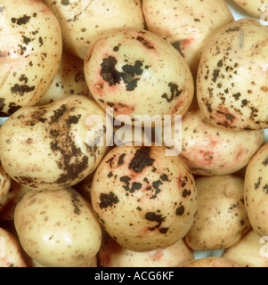 Schwarzer Schorf Rhizoctonia Solani erkrankten geernteten Kartoffeln Stockfoto