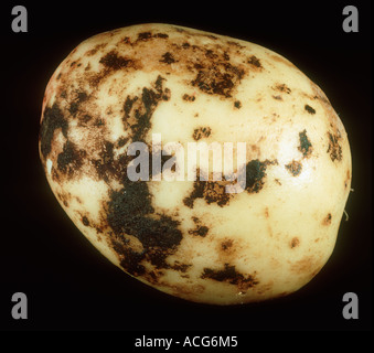 Schwarzer Schorf Rhizoctonia Solani Läsionen auf Kartoffelknolle Stockfoto