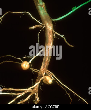 Stamm zerfraßen Rhizoctonia Solani Läsionen auf der unteren Stamm eine Kartoffelpflanze Stockfoto