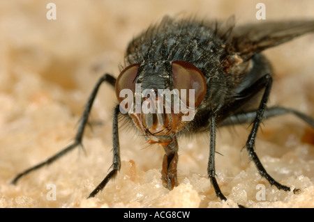 Ein Erwachsener Fleisch Fly Sarcophaga Carnaria eine Schlag-Fliege Stockfoto