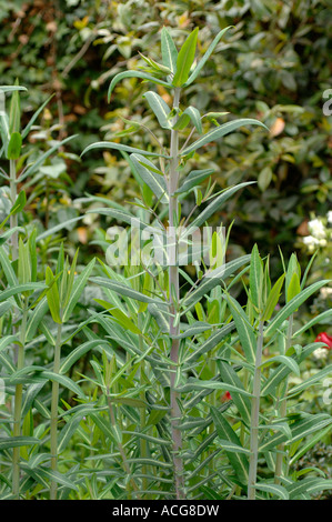 Caper Wolfsmilch Euphorbia Lathyris Pflanzen eine Winter ausgesät-Ernte vor der Blüte Stockfoto