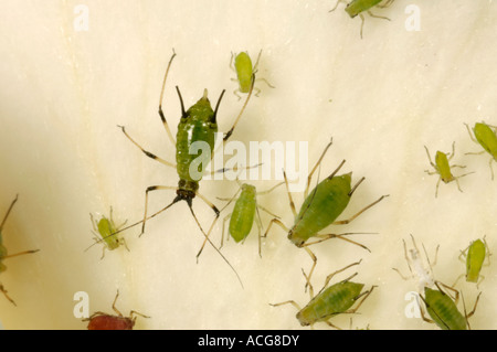 Befall von rose Blattläuse Macrosiphum Rosae auf eine weiße rose Blume Stockfoto