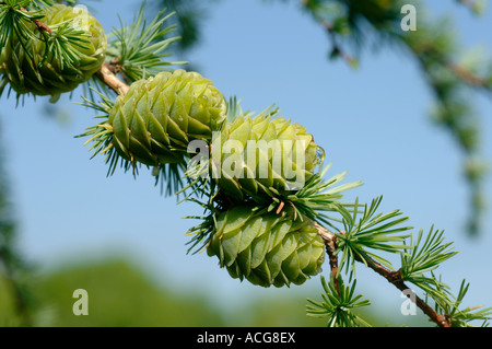 Junge Larix Decidua Kegel und junge Lärchennadeln vor blauem Himmel Stockfoto