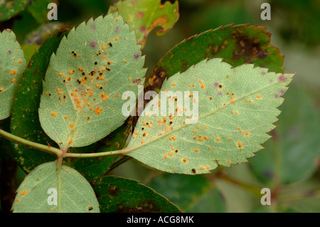 Rose Rost Phragmidium Tuberculatum Pusteln auf Unterseite Rosenblatt Stockfoto