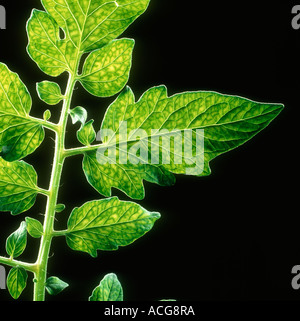 Mangan Mn-Mangel Symptome Hintergrundbeleuchtung, Netzwerk von Chlorosen auf einem Tomaten-Blatt zu zeigen Stockfoto