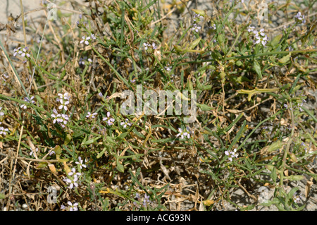 Meer-Rakete Cakile Maritima Blüte und Aussaat von Pflanzen an einem Sandstrand Corsica Stockfoto