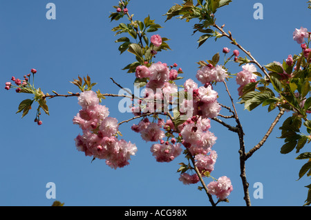 Prunus Pink Perfektion Blumen auf einem ornamentalen Zierkirsche Stockfoto