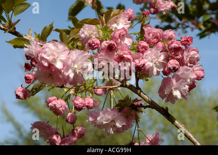 Prunus Pink Perfektion Blumen auf einem ornamentalen Zierkirsche Stockfoto