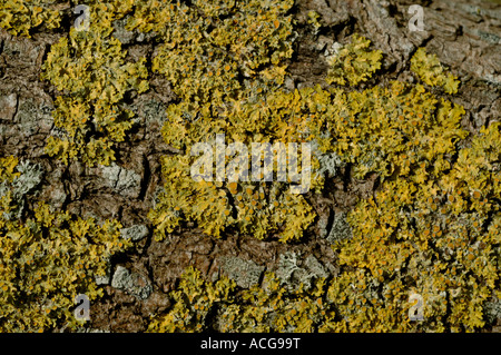 Xanthoria Parietina eine Orange gefärbte Flechten auf der Rinde einer Weide Stockfoto