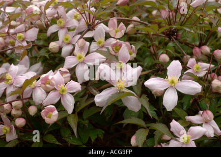 Clematis Montana Elizabeth Blumen auf einem Garten Bergsteiger Stockfoto