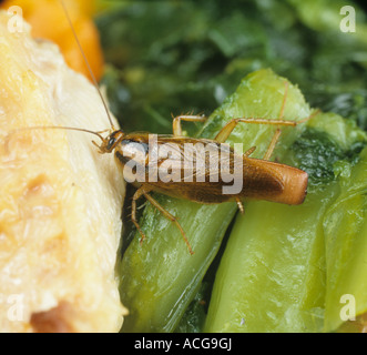 Deutsche Schabe Blattella germanica adult gravid Weibchen auf Nahrung Stockfoto
