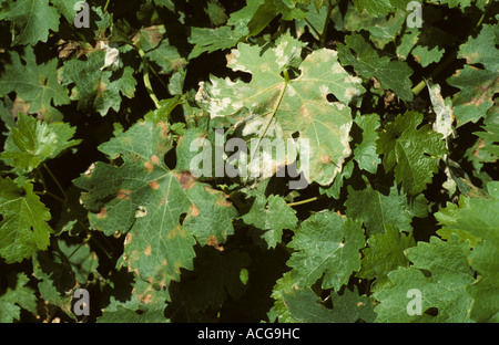 Falscher Mehltau Plasmopara Viticola Symptome auf Weinblatt Top Unterseite Stockfoto