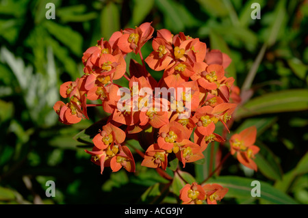 Blumen von Euphorbia Griffithii Fireglow Stockfoto