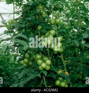 Unreife Tomaten auf Reben wachsen in Traversen in einer kommerziellen Gewächshaus-Ernte Stockfoto