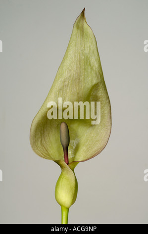 Herren Damen wild Arum Arum Maculatum Kapuzen Spatha und Blütenständen Stockfoto