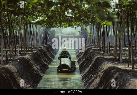 Lance Spritzen Weinreben auf Stellwände auf Hochbeeten in Thailand Stockfoto