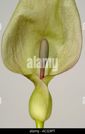 Herren Damen wild Arum Arum Maculatum Kapuzen Spatha und Blütenständen Stockfoto