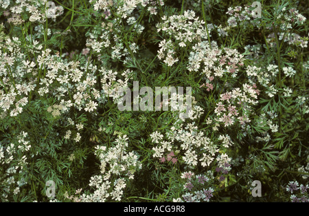 Blüte-Koriander-Ernte Stockfoto