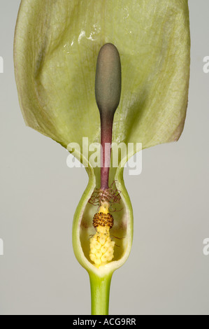 Herren Damen wild Arum Arum Maculatum Abschnitt zeigt Spatha Blütenständen männliche weibliche Blüten Stockfoto