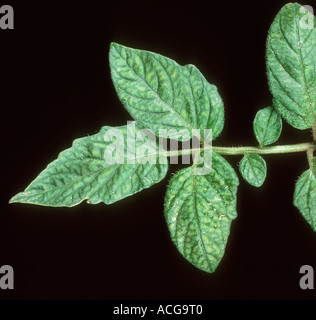 Mangan Mn Mangelerscheinung auf Tomate Tomate Blatt Stockfoto