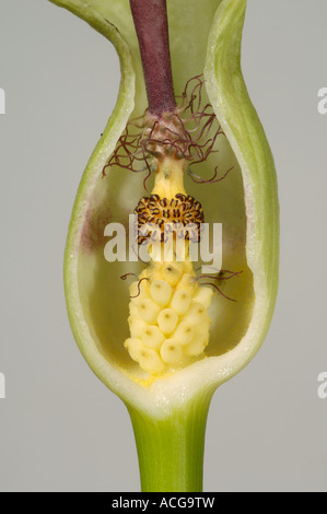 Herren Damen wild Arum Arum Maculatum Abschnitt zeigt männliche und weibliche Blüten Stockfoto