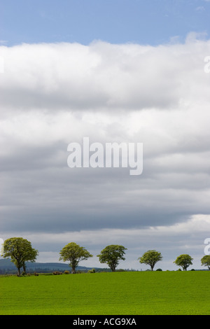Bepflanzung Field Edge oder In-Feld Tierheim Riemen; Farm Begrenzung der Bäume A Farm Landschaft von Perthshire, Schottland Großbritannien Stockfoto