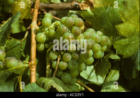 Sonnenbrand-Schäden an reifen Trauben zu Wein Weinrebe Stockfoto
