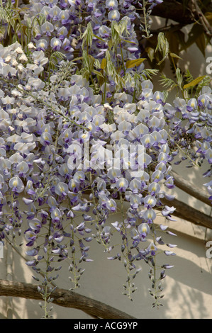 Blauregen Wisteria Floribunda blühende Kletterpflanze mit weiß blau lila Blumen Stockfoto