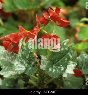 Mehltau (Microsphaera begoniae) auf den Begonia-Blättern blüht Stockfoto