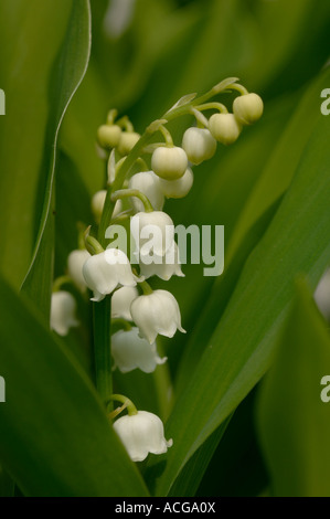 Lily Of The Valley Convallariaarten Majalis Blütenrispe gegen seine grünen Blätter Stockfoto