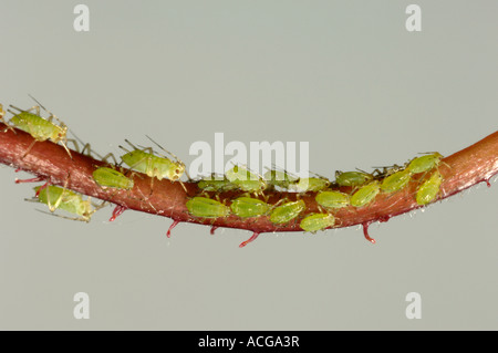 Stieg von Macrosiphum Rosae Blattlausbefall am Stiel der rose Blume Stockfoto