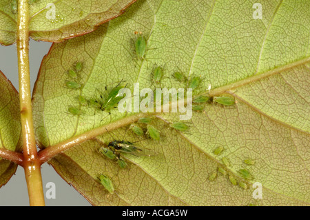 Rose Macrosiphum Rosae Blattlausbefall auf Rosenblatt Unterseite Stockfoto