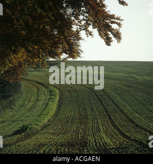 Landzunge Buche Baum und Bohren Sie die Zeilen der jungen Keimling Weizen im Herbst Hampshire Stockfoto