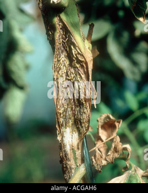 Zufällige Wurzeln verursacht durch eine bakterielle Infektion Pseudomonas Corrugata auf einem Tomaten-Stiel Stockfoto