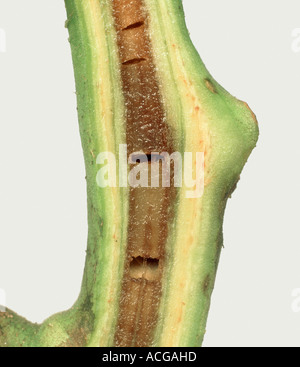 Tomaten Mark Nekrose Pseudomonas Corrugata braun nekrotische Mark in einem Tomaten-Stiel Stockfoto