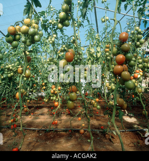 Tomatenfrucht auf Reben, die unteren Blätter am Ende der Saison in einem Polyethylen-Tunnel beraubt Stockfoto