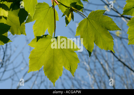 Junge Frühling Floiage der Bergahorn Acer Pseudoplatanus Baum gegen blauen Himmel Stockfoto