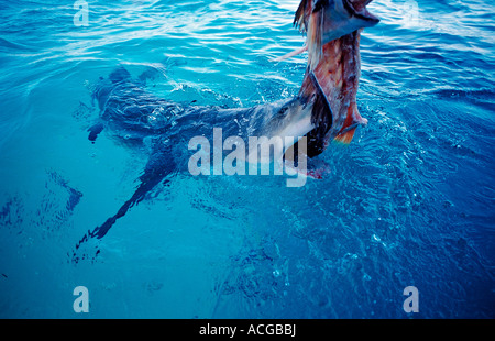 Beißen Zitrone Hai auf der Oberfläche Negaprion Brevirostris Bahamas Atlantik Stockfoto