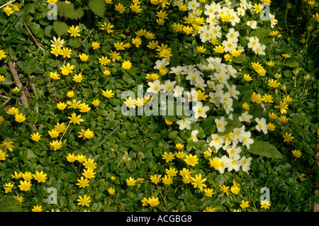 Primeln (Primula vulgaris) kleiner Selandin (Ficaria verna)frühlingshafte Waldblüten Stockfoto