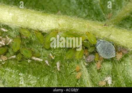 Apple Blattlaus Aphis Pomi rosig Blatt Eisstockschießen Blattlaus Dysaphis Devecta Infestion in ein Apple-Blatt Stockfoto