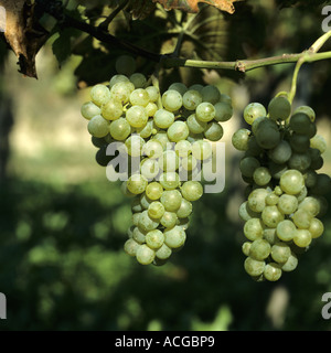 Reife Bündel von weißen Trauben am Rebstock in der Kaiserstuhl-Deutschland Stockfoto